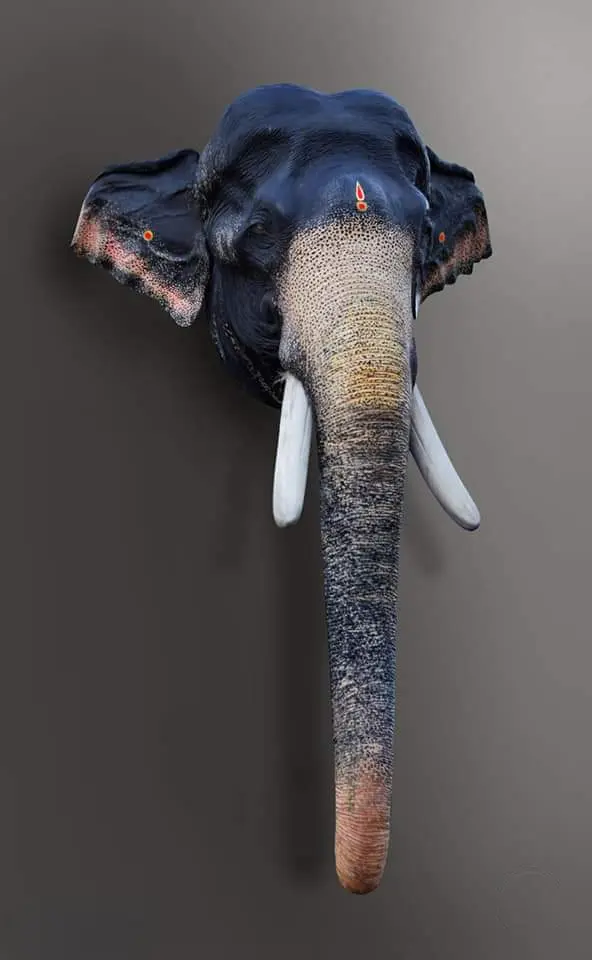Karnan Wall Hanging Elephant Head 27 Inches Fibre