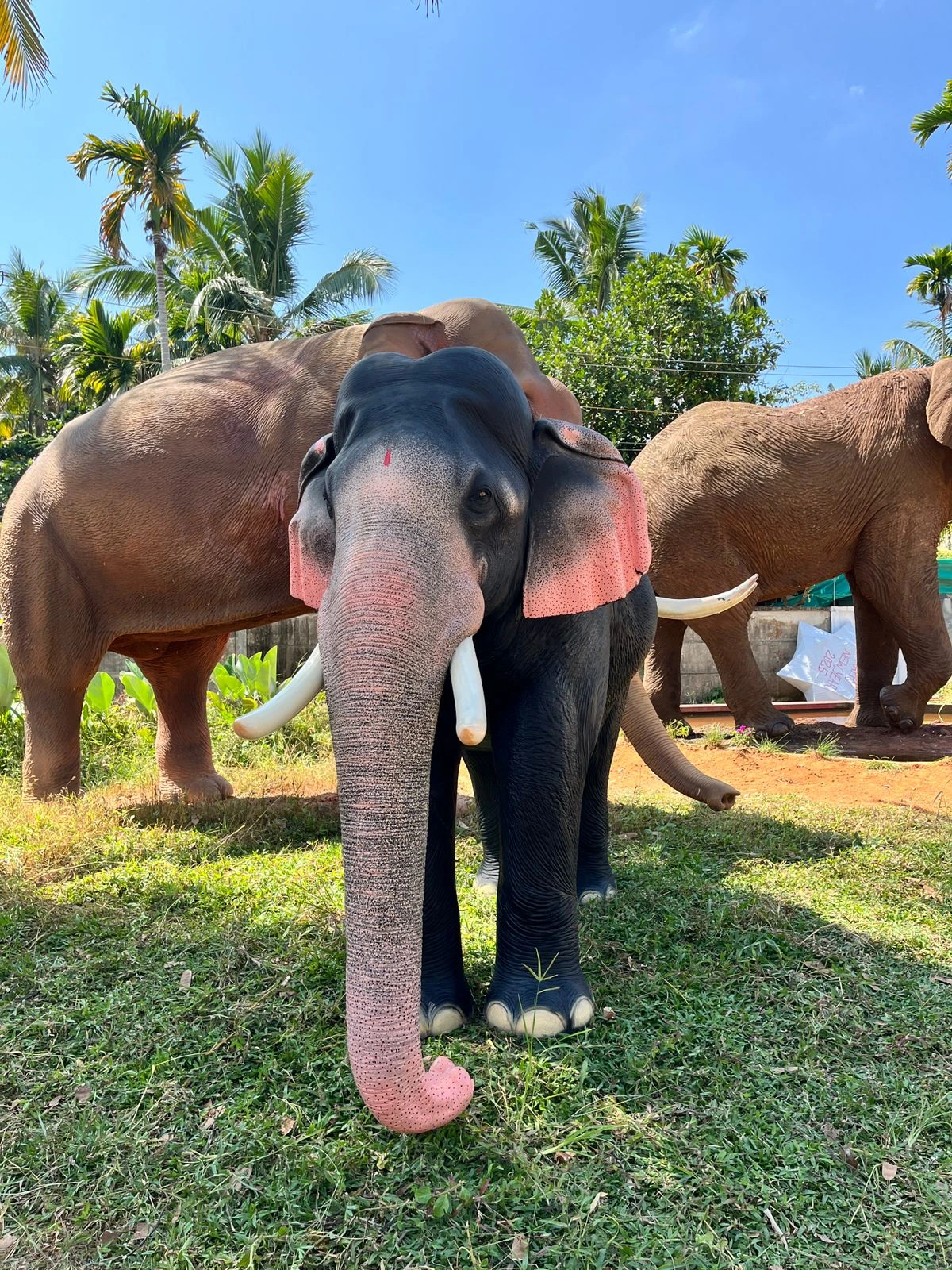 Realistic Elephant Sculpture 5.5 Feet Fibre
